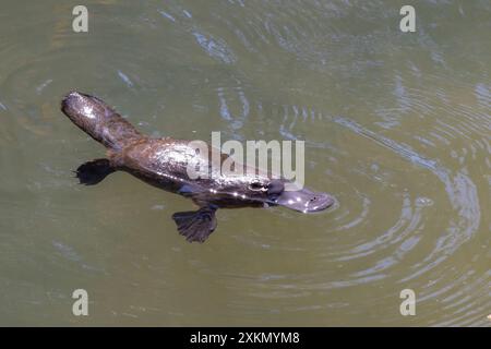 vue latérale d'un ornithorynque nageant à la surface de la rivière brisée à eungella Banque D'Images