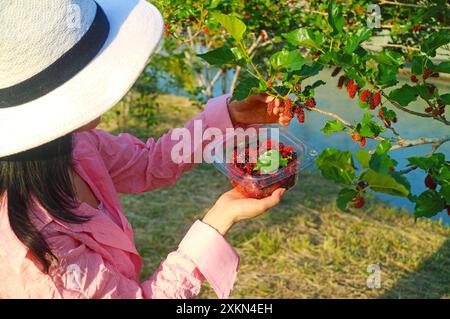 Femme cueillant des fruits de mûrier rouge immatures vibrants de l'arbre Banque D'Images