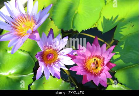 Groupe de nénuphars roses et violets avec un nectar de collecte de petite abeille Banque D'Images