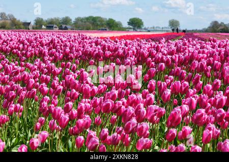 Grand champ agricole avec tulipes blanches, violettes, roses et rouges en fleurs en rangées en Frise aux pays-Bas sous un ciel bleu au printemps Banque D'Images