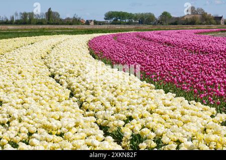 Champ agricole avec gros plan de fleurs de tulipes blanches et violettes en Frise aux pays-Bas sous un ciel bleu au printemps Banque D'Images