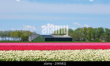 Champ de tulipes avec ferme moderne sous un ciel bleu au printemps aux pays-Bas. Concept d'agriculture industrielle. Banque D'Images
