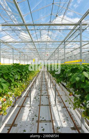 Production alimentaire industrielle de fraises dans une serre aux pays-Bas. Fraises rouges et vertes dans une serre sous un ciel bleu. Banque D'Images