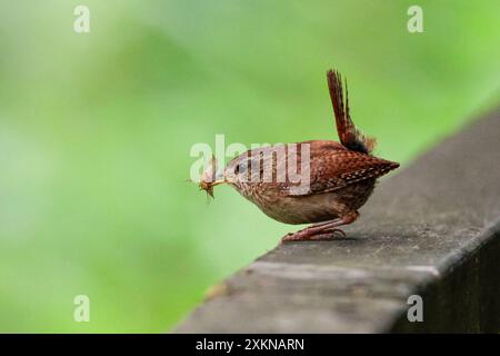 Wren Troglodytes x2, petit oiseau brun souvent armé queue courte bec fin bande pâle sur les yeux barrant fin sur la queue et les ailes sur rail avec insecte Banque D'Images