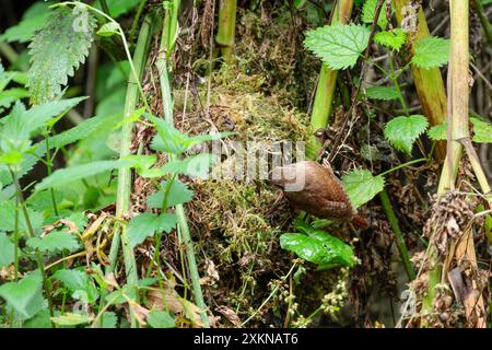 Wren Troglodytes x2, petit oiseau brun souvent armé queue courte bec fin rayé pâle sur les yeux barrant fin sur la queue et les ailes sur le nid pour nourrir les poussins Banque D'Images