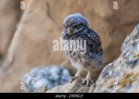La délinquance juvénile, la Chouette chevêche (Athene noctua), perché sur une pierre, Lleida, Catalogne, Espagne Banque D'Images