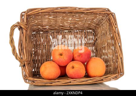 Plusieurs abricots juteux avec panier de vigne isolé sur fond blanc, macro. Banque D'Images