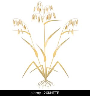 Plante d'avoine avec des racines sur un fond blanc. Illustration de Vecteur