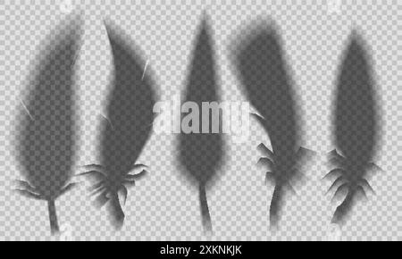 Ensemble vectoriel d'ombres transparentes de plumes d'oiseaux isolées du fond. Clipart Fluffy Feathers effet de superposition d'ombre pour cartes, présentation Illustration de Vecteur