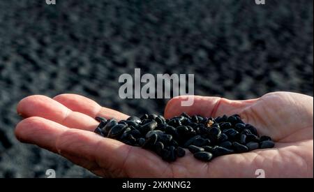 Le sable noir de la plage de Reynisfjara, Islande. Une main tenant une poignée de pierres noires. Les roches sont petites et noires. Banque D'Images