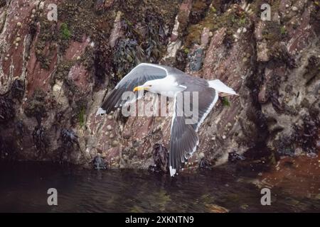 Adulte Grand mouette à dos noir en vol Skokholm pays de Galles Royaume-Uni Banque D'Images