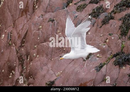 Mouette argentée adulte dans le vol Skokholm Pembrokeshire UK Banque D'Images