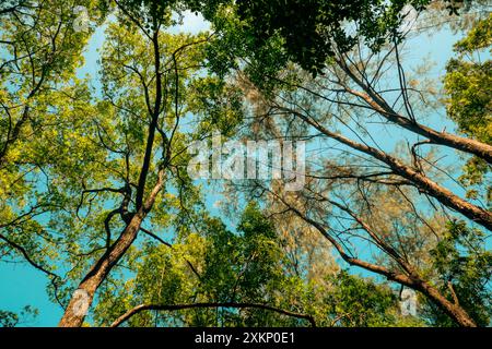 Arbres poussant dans la forêt au parc Haller à Bamburi, Mombasa, Kenya Banque D'Images