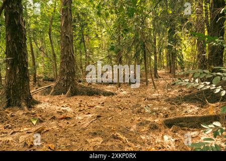 Arbres poussant dans la forêt au parc Haller à Bamburi, Mombasa, Kenya Banque D'Images