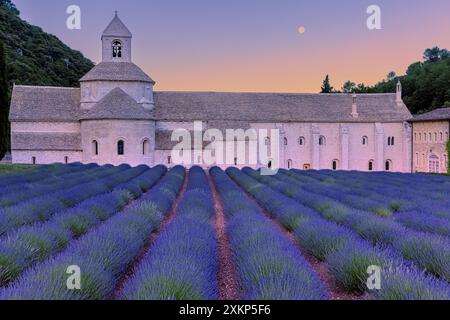 C'est fin juin, lever du soleil et plein coucher de lune, et la lavande est en fleurs à l'Abbaye de Sénanque (L'Abbaye notre-Dame de Sénanque), située à i. Banque D'Images