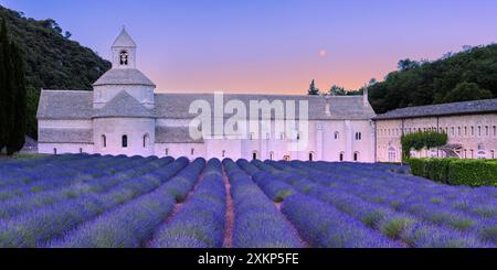 C'est la fin du mois de juin. Une image panoramique 2:1, le lever du soleil et un coucher de lune complet, et la lavande est en fleurs à l'Abbaye de Sénanque ( L'Abbaye notre-Dame de Banque D'Images