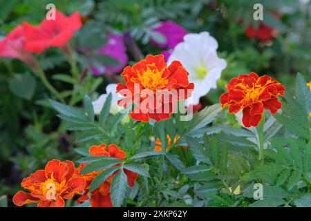 Marigold grandit dans le parc. Jardinage. Fond de floraison naturelle. Les soucis sont utilisés dans tous les types de fleurs. Banque D'Images