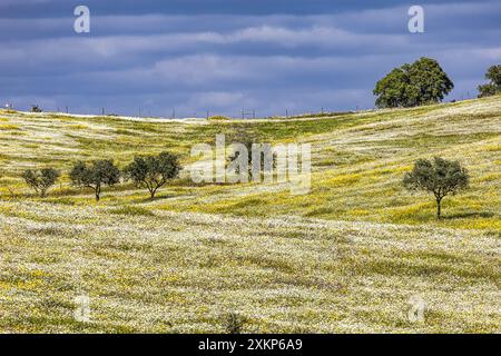 Beau paysage avec des prairies de fleurs sauvages, des rivières et des cascades dans le Parque Natural do Vale do Guadiana, près de Mertola, Portugal, Alentejo Banque D'Images