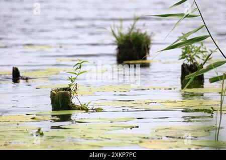 Souches d'arbres et plantes reflétées dans l'eau calme avec des nénuphars et des roseaux. Banque D'Images