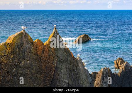Goélands argentés posant sur certaines strates rocheuses déchiquetées de mudstones et de grès à Hartland Quay sur le sentier de la côte sud-ouest, Devon, Angleterre, Royaume-Uni Banque D'Images