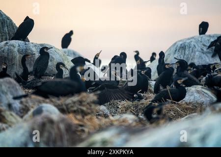 Site de la colonie de cormorans méridionaux (Phalacrocorax carbo sinensis) en mer Baltique. Oiseaux sur les nids Banque D'Images