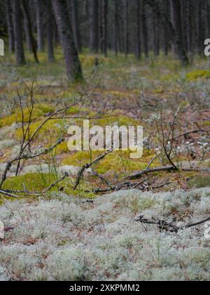 Forêt de conifères, mousse épaisse, mousse de renne et lichen de Cladonia couvrent le sol autour des sentiers pédestres, Skagen, Danemark . Banque D'Images