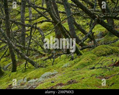 Forêt de conifères, mousse épaisse, mousse de renne et lichen de Cladonia couvrent le sol autour des sentiers pédestres, Skagen, Danemark . Banque D'Images