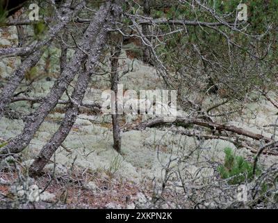 Forêt de conifères, mousse épaisse, mousse de renne et lichen de Cladonia couvrent le sol autour des sentiers pédestres, Skagen, Danemark . Banque D'Images