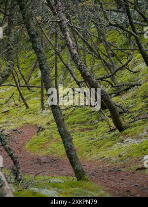 Forêt de conifères, mousse épaisse, mousse de renne et lichen de Cladonia couvrent le sol autour des sentiers pédestres, Skagen, Danemark . Banque D'Images