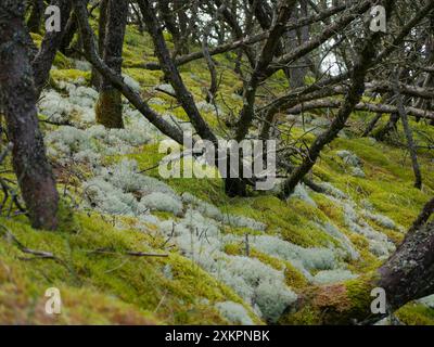 Forêt de conifères, mousse épaisse, mousse de renne et lichen de Cladonia couvrent le sol autour des sentiers pédestres, Skagen, Danemark . Banque D'Images