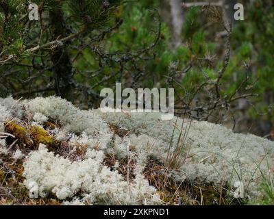 Forêt de conifères, mousse épaisse, mousse de renne et lichen de Cladonia couvrent le sol autour des sentiers pédestres, Skagen, Danemark . Banque D'Images