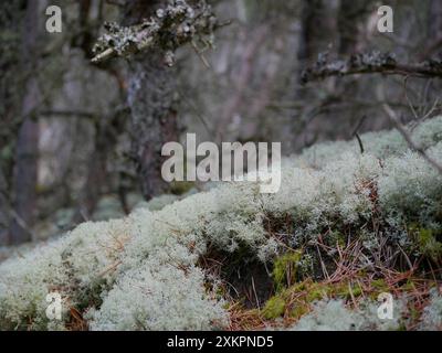 Forêt de conifères, mousse épaisse, mousse de renne et lichen de Cladonia couvrent le sol autour des sentiers pédestres, Skagen, Danemark . Banque D'Images