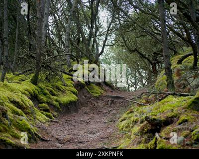 Forêt de conifères, mousse épaisse, mousse de renne et lichen de Cladonia couvrent le sol autour des sentiers pédestres, Skagen, Danemark . Banque D'Images