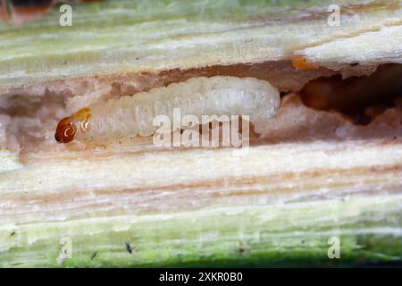 La clairance courante (Synanthedon tipuliformis). Caterpillar sur le lieu du développement - pousse de groseille. Banque D'Images