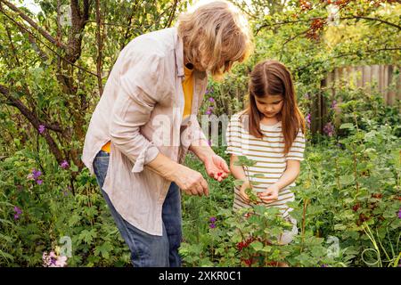 Une petite fille et sa grand-mère cueillent des baies. Une femme mature et sa douce petite-fille mangent des groseilles rouges dans le jardin. Un enfant heureux Banque D'Images