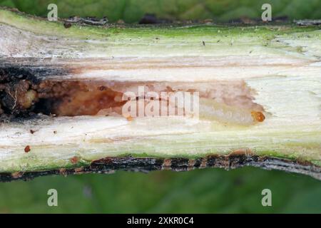 La clairance courante (Synanthedon tipuliformis). Caterpillar sur le lieu du développement - pousse de groseille. Banque D'Images