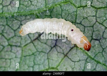 La clairance courante (Synanthedon tipuliformis). Une chenille retirée de son lieu de développement (pousse de cassis) et couchée sur une feuille. Banque D'Images