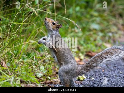 L'Écureuil gris (Sciurus carolinensis) Banque D'Images