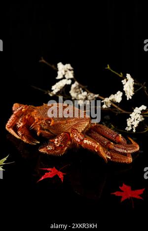 Crabe Hokkaido en cheveu sur la glace, fruits de mer japonais, Kegani Banque D'Images