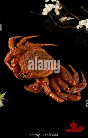 Crabe Hokkaido en cheveu sur la glace, fruits de mer japonais, Kegani Banque D'Images