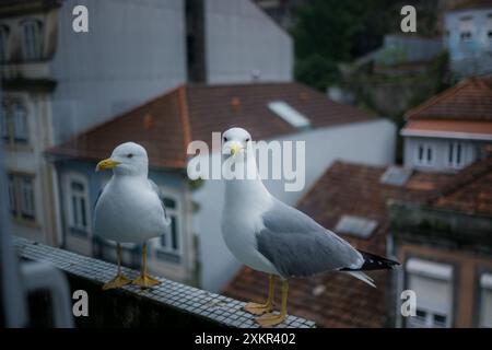 Mouettes assis sur un balcon de maison. Banque D'Images