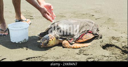 Un homme essayant de garder une tortue caouanne fatiguée et malade (caretta caretta), échouée sur la plage, en vie et en sécurité. Banque D'Images