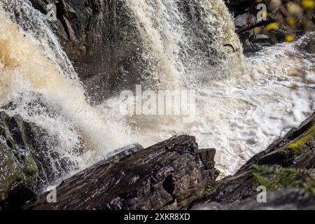 Saumon saute dans une cascade à Falls of Shin, en Écosse, au Royaume-Uni Banque D'Images