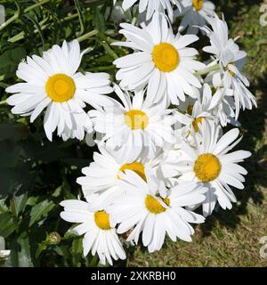 Les petits insectes se nourrissent du pollen d'un groupe de Marguerites de bœuf par un après-midi d'été ensoleillé dans le jardin. Banque D'Images