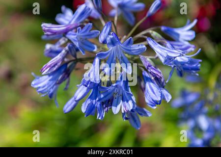 Gros plan de fleurs d'agapanthus bleues en fleurs avec un bokeh de fond doux. Banque D'Images
