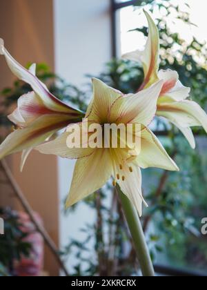 Amaryllis 'Green Valley' (syn. Hippeastrum sonatini 'Green Valley') fleurissent de près à l'intérieur en hiver dans une maison contemporaine Banque D'Images