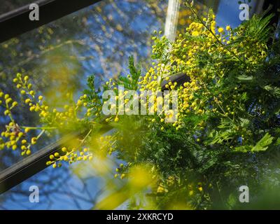 Regardant vers le haut une plante jaune Acacia dealbata (mimosa) poussant dans une serre en hiver par une journée ensoleillée avec un ciel bleu derrière elle Banque D'Images