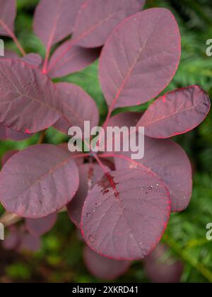 Continue Royal Purple feuilles en été (Smoke Bush) gros plan montrant des bords rouges vifs et une forme obovée Banque D'Images