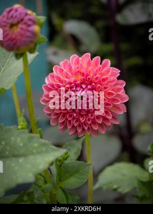 Fleur de Dahlia 'Jowey Winnie' gros plan et visage sur une bordure de jardin d'été, montrant les pétales de corail et de pêche étroitement arrangés dans un motif complexe Banque D'Images