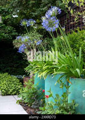 Trois grands pots de jardin d'agapanthus violet (lis africain) en fleur dans une bordure de jardin au Royaume-Uni en été Banque D'Images